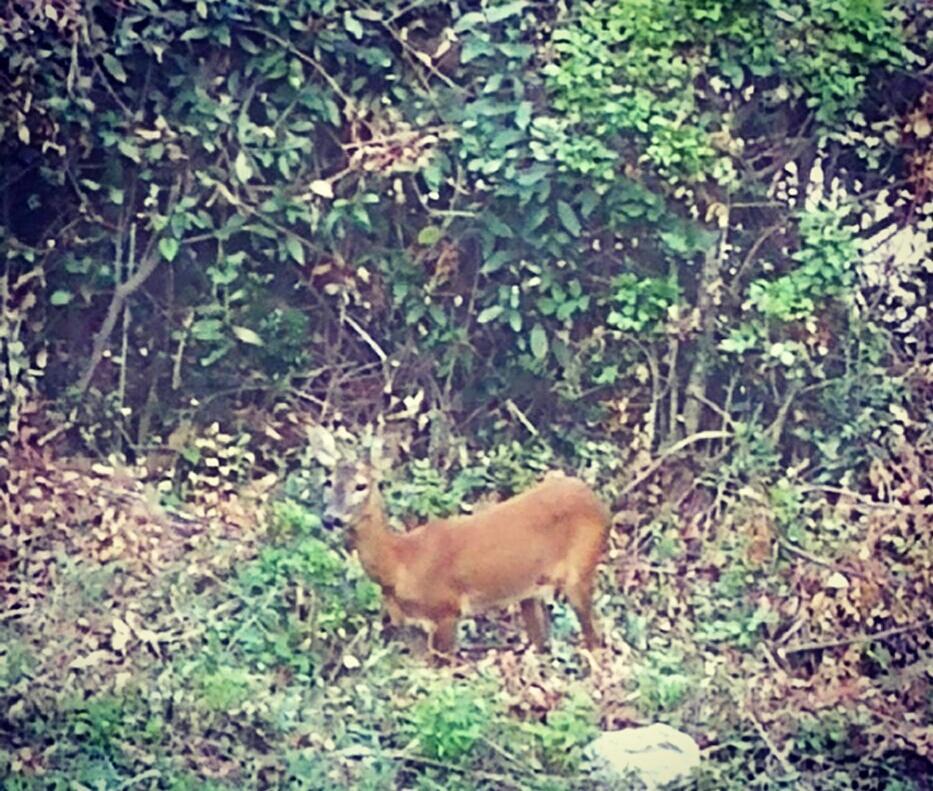 Apartment Bambi Opatija Dış mekan fotoğraf
